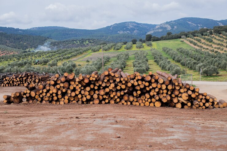 madeira -- indústria florestal